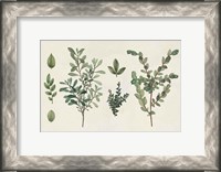 Framed Victorian Garden Chart I