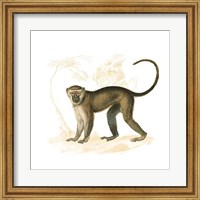 Framed Golden Monkey