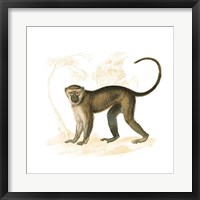 Framed Golden Monkey