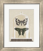 Framed Cottage Butterflies II