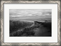 Framed Beach Grasses