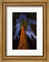 Framed Sequoia Gen Sherman