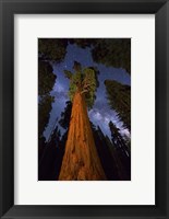 Framed Sequoia Gen Sherman