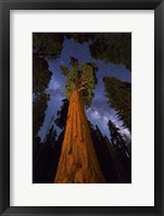 Framed Sequoia Gen Sherman