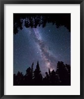 Framed Montana Sky Trees