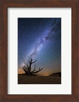 Framed Bristlecone Milky Way Bryce