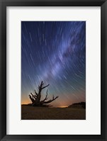 Framed Star Trails behind old Bristlecone Pine