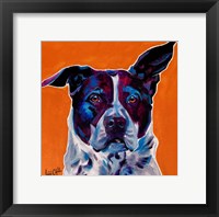 Framed Pit Bull Mix - Brewster