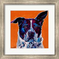 Framed Pit Bull Mix - Brewster