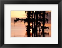 Framed Sunrise Through the Cypress