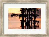 Framed Sunrise Through the Cypress