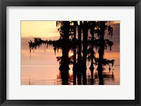 Framed Sunrise Through the Cypress