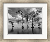 Framed Sentinels of Lake Maurepas