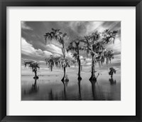 Framed Sentinels of Lake Maurepas