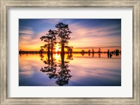 Framed Dawn in Henderson Swamp