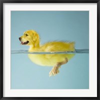 Framed Dog Duck