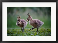 Framed Donkey Ducklings