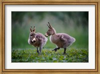 Framed Donkey Ducklings