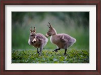 Framed Donkey Ducklings