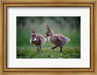 Framed Donkey Ducklings