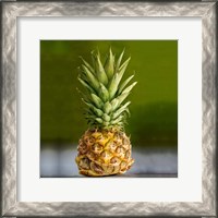 Framed PineappleTurtle