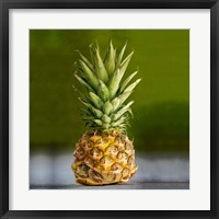 Framed PineappleTurtle