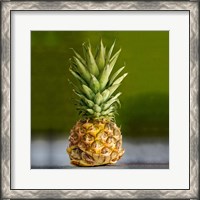 Framed PineappleTurtle
