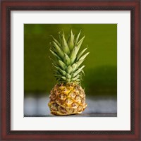 Framed PineappleTurtle