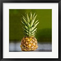 Framed PineappleTurtle