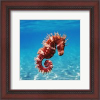 Framed Seahorse