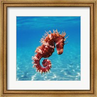 Framed Seahorse