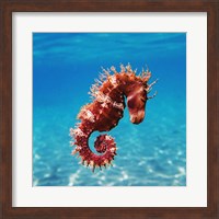 Framed Seahorse