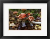 Framed Frogshroom