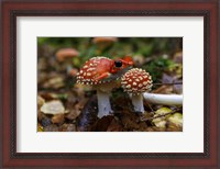 Framed Frogshroom