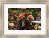 Framed Frogshroom