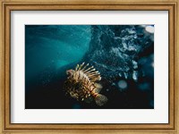 Framed Tigerfish