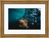 Framed Tigerfish