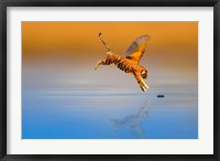 Framed Tigerbird