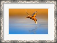 Framed Tigerbird