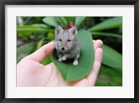 Framed Artic Foxmouse