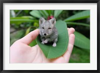 Framed Artic Foxmouse