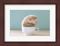 Framed Lion in a Cup