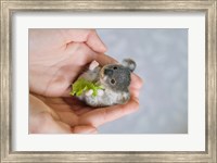 Framed Baby Koala