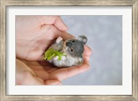 Framed Baby Koala