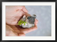 Framed Baby Koala