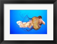 Framed Monkfish