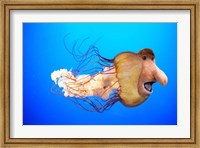 Framed Monkfish