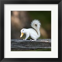 Framed Duckbilled Squirrel