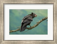 Framed Bearaven