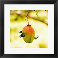 Framed Mangobird